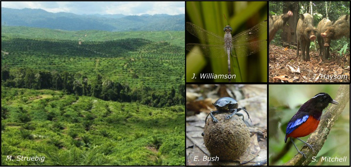 Nick Deere (@nicolasjdeere) on Twitter photo Do riparian buffers prevent biodiversity declines in oil palm? Find out in our new paper in <a href="/ESAFrontiers/">ESA Frontiers</a>, where we assessed 377 species across 8 taxonomic groups <a href="/SAFE_Project/">SAFE Project</a> to identify the optimum buffer characteristics for retaining biodiversity doi.org/10.1002/fee.24… Do riparian buffers prevent biodiversity declines in oil palm? Find out in our new paper in <a href="/ESAFrontiers/">ESA Frontiers</a>, where we assessed 377 species across 8 taxonomic groups <a href="/SAFE_Project/">SAFE Project</a> to identify the optimum buffer characteristics for retaining biodiversity doi.org/10.1002/fee.24…