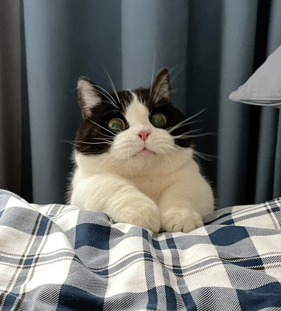 CAT4union's tweet photo. Green eyes #cat #cats #CatsOfTwitter #catlover #catslovers #CatsOnTwitter #fluffy #fluffycat #cute #meow #猫 #猫のいるくらし #猫との生活 #猫咪社区 https://t.co/0zKBkSKXLz
