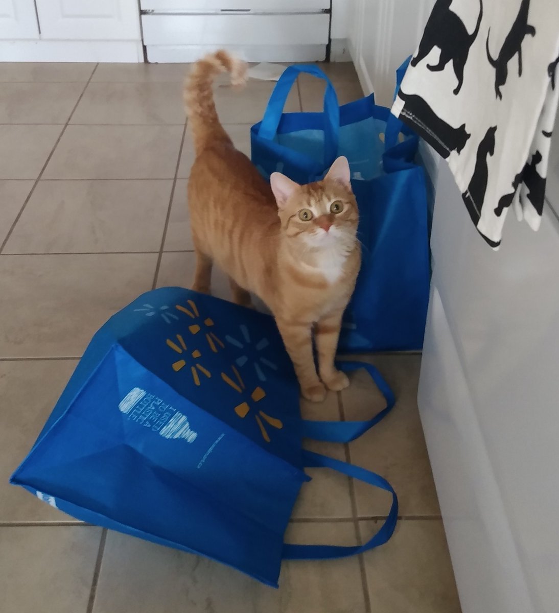 Rebel Cat 🧡😼👑🌟 tweet media
