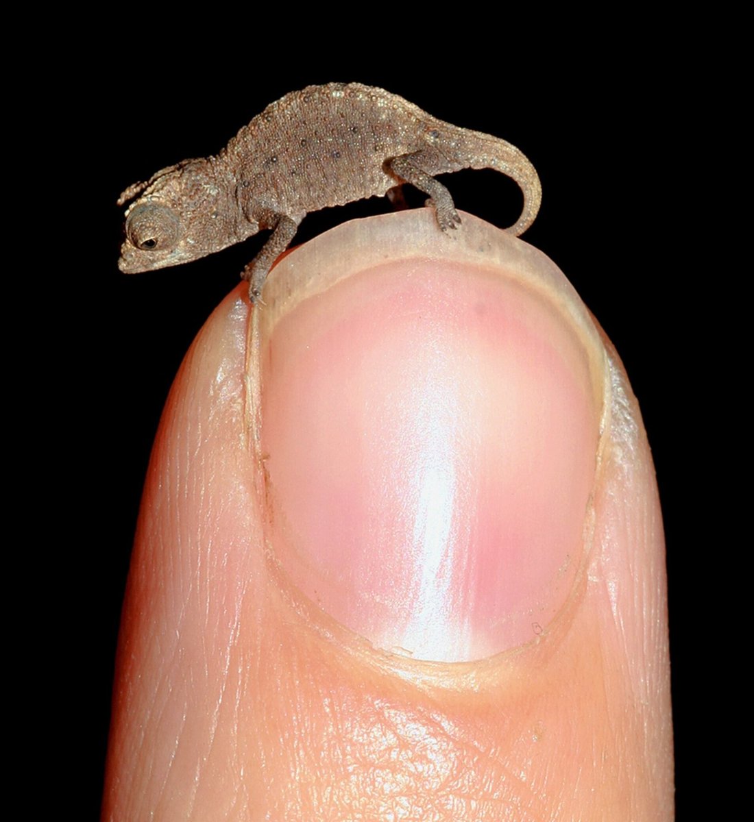 Brookesia micra is an unreasonably tiny species of chameleon in Madagascar and possibly the world’s smallest reptile. Scientists say its laughable smallness may be due to evolving on small inlets with few resources.

[<a href="/NatGeo/">National Geographic</a> / Frank Glaw]