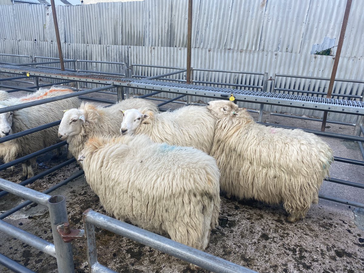 Hen foge ar dan heddiw yn Llanrwst  !!! Charx i £190, mules i £160, cymreig i £97