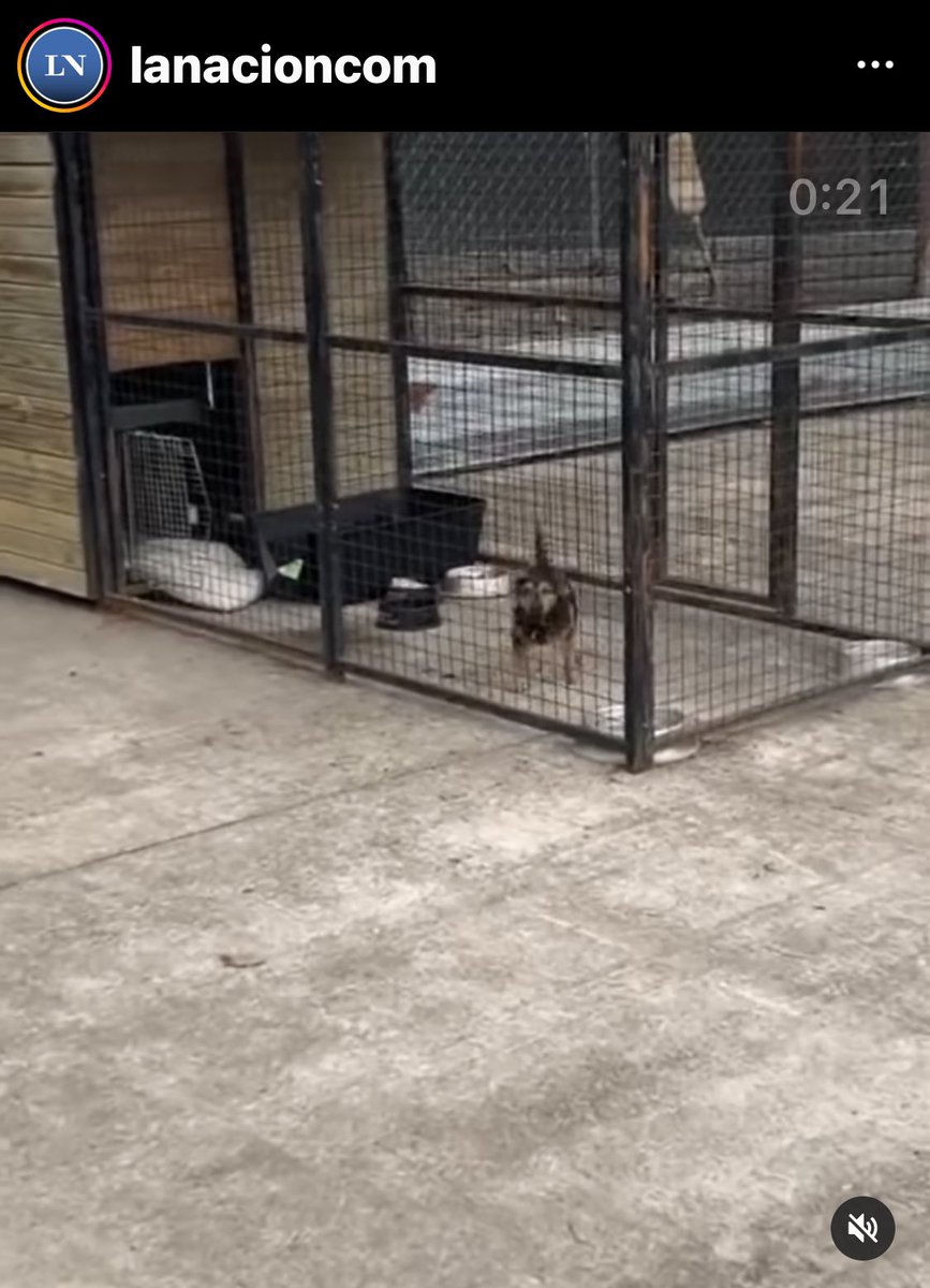 adri15340071's tweet photo. Hasta Cuando Coco Va a Seguir así ?? Libera Asesinos y encierran a Un Perro que viene de UCRANIA por vacuna. ?? https://t.co/xWGh3Bhhur