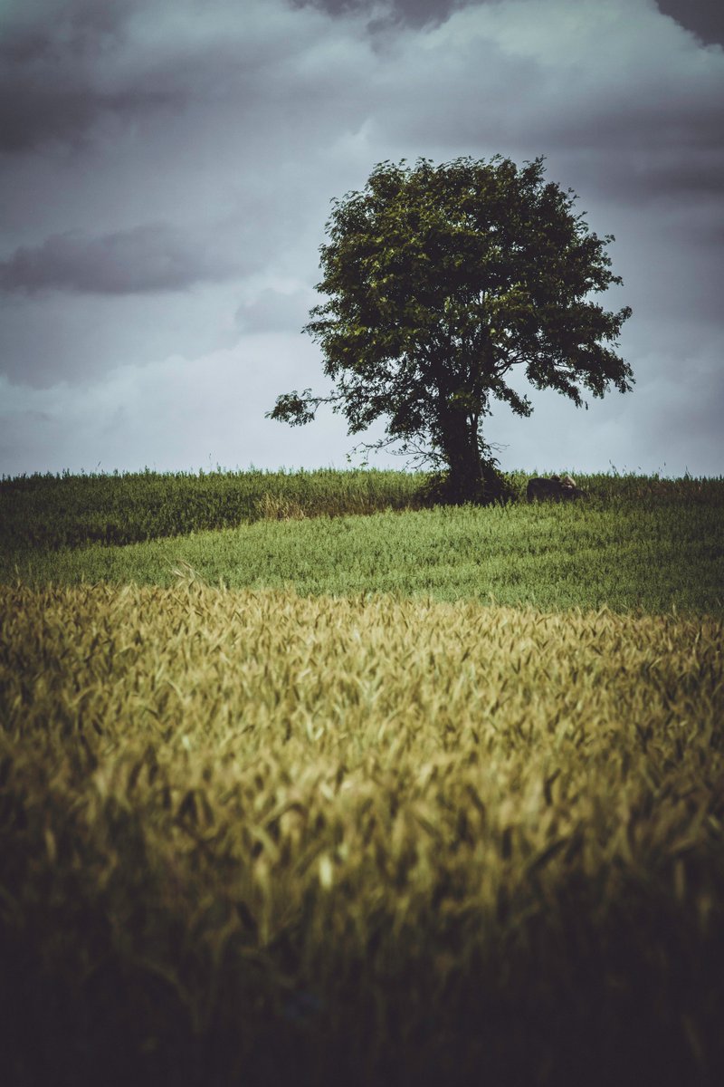 🟢 ¿Sabes que puedes pedirnos una fotografía relajante para publicar en los #ViernesInspira?

🗣️ ¡A mi me gustan las fotos de campos!

Sólo tienes que dejarnos un comentario o escribirnos un mensaje y publicaremos tu propuesta de foto.

📸 Dariusz Grosa