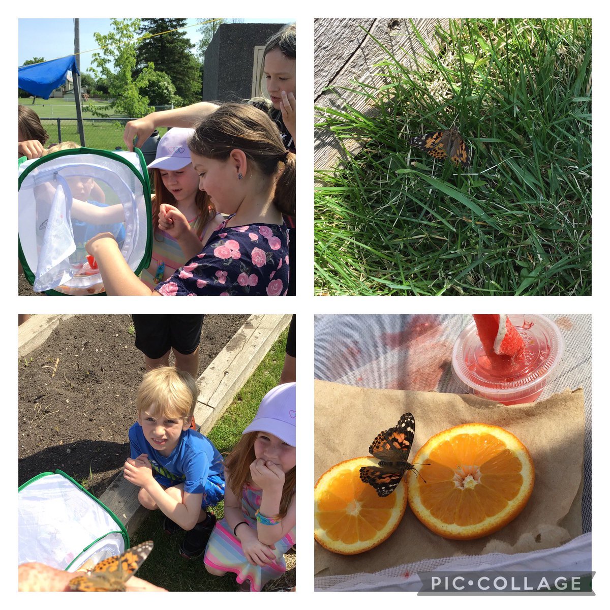 This morning we released our Painted Butterflies. We are hopeful that they will survive in nature and find a safe place to lay their eggs. <a href="/HNM_Marysville/">Holy Name of Mary Catholic School</a> <a href="/Vivianfamily1/">Vivianfamily</a> <a href="/alcdsb/">ALCDSB</a>