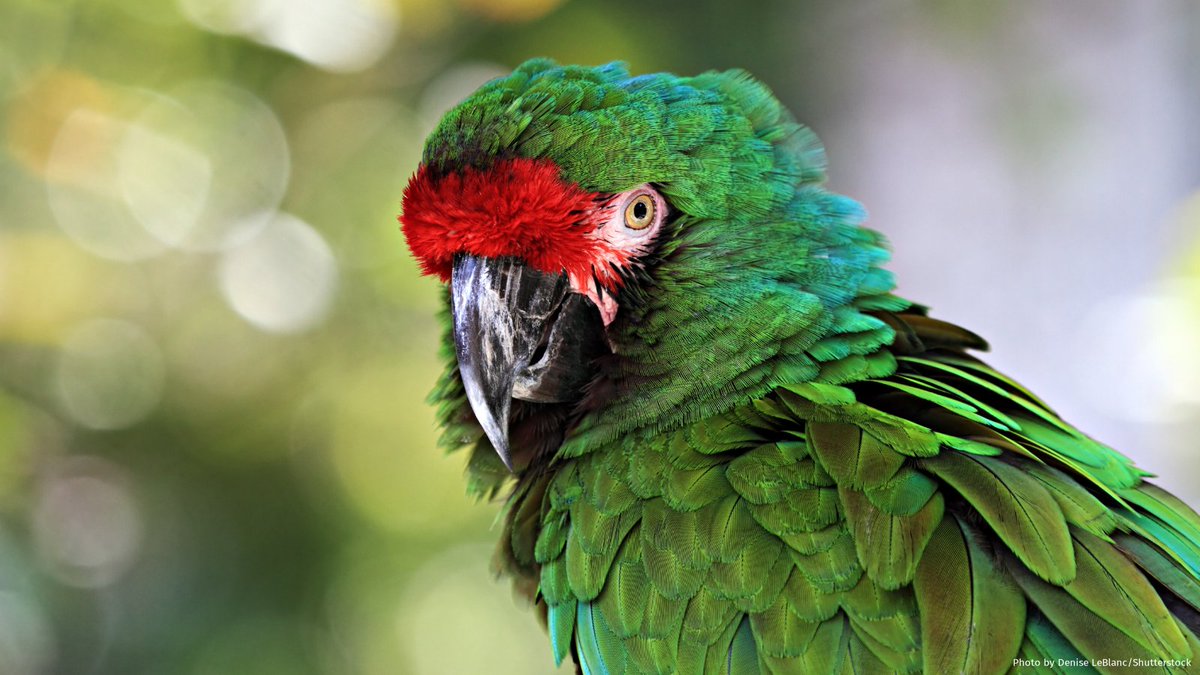 RainforestTrust's tweet photo. Did you know almost 1/3 of the world’s parrots face extinction? #Parrots 🦜 provide critical services to the rainforest including pest control, plant #pollination, seed dispersal and fertilization. 

Donate now to protect critical parrot habitat: https://t.co/waFrgbcxYR https://t.co/oRj9AWcb3Z