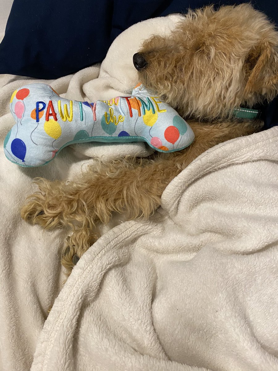 SheldonTheWelsh's tweet photo. I am still spent after all my birthday fun! Taking today off to do some needed napping and snoozling! #Naptime #dogs #DogsOnTwitter #DogsofTwittter #dogtwitter #Welsh #10yearsold #snoozle #TuesdayMotivaton https://t.co/Qy3mUNI1Dr