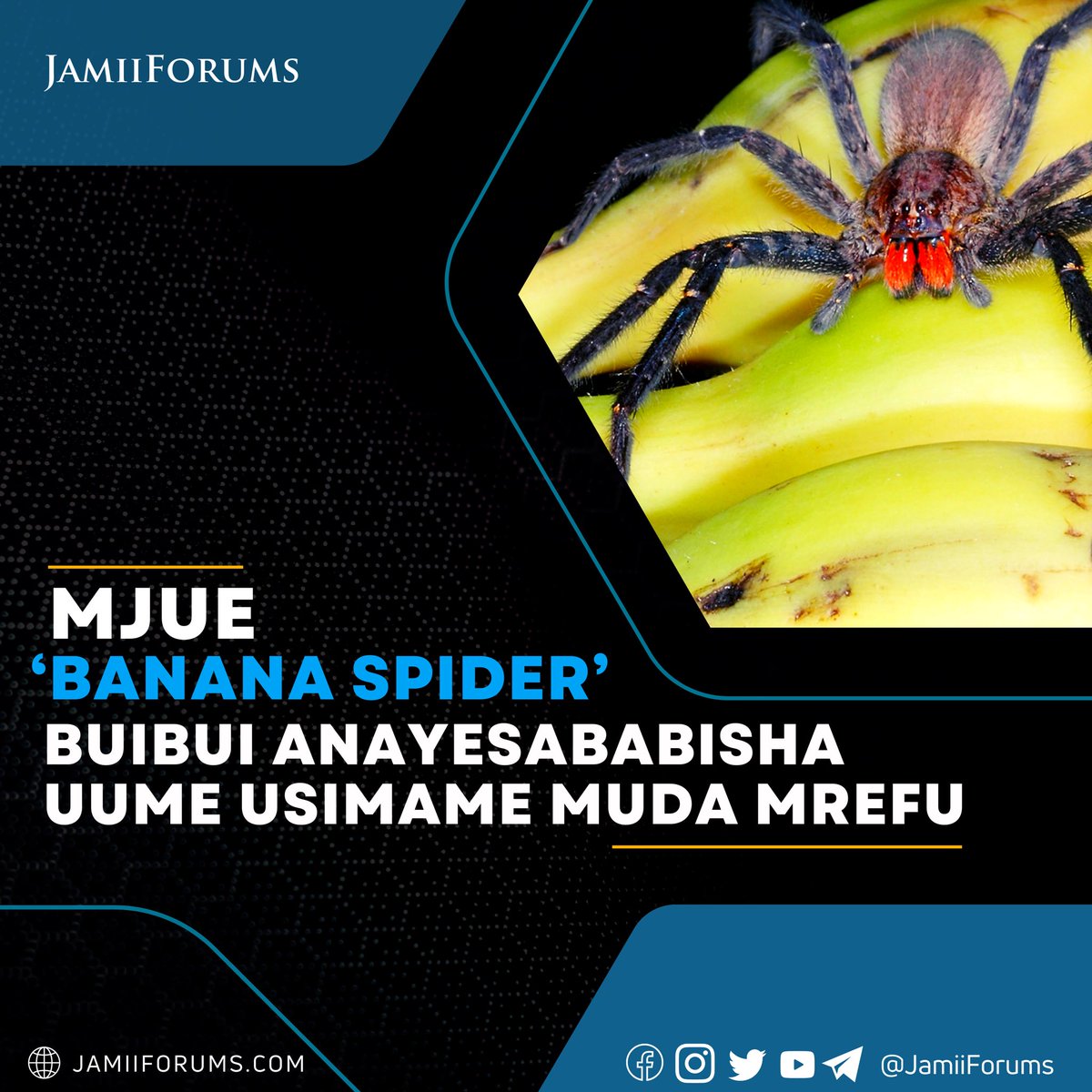 JamiiForums's tweet photo. BANANA SPIDER: Buibui anayefahamika pia kama Brazilian Wandering Spider, ana sumu kali inayosababisha ukosefu wa pumzi, kutokwa mate kwa wingi na kutetemeka 

> Akimng'ata Mwanaume husababisha Uume kusimama kwa muda mrefu ukiwa na maumivu makali

Soma - https://t.co/krChzTgSe2 https://t.co/dLbVDDeEMw