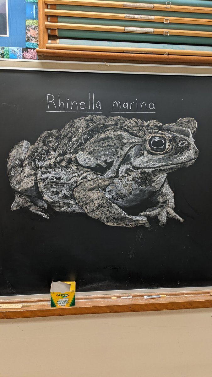 Lincoln Savi tweet media