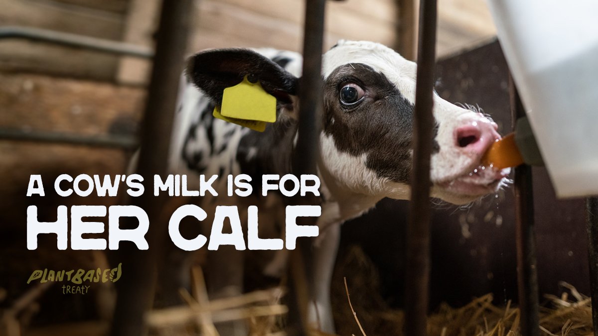After being torn away from their calves, mother cows become distressed &amp; have been witnessed bellowing &amp; searching for their missing baby for weeks.

You have can end this injustice
Choose plant-based milk
#EnjoyDairy Destruction #WorldMilkDay