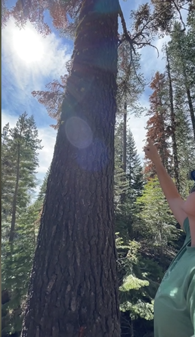 MBG_since1921's tweet photo. Our Registered Professional #Foresters are knowledge sharing forest management &amp; #fire safety work! Camp Wamp was awarded a grant to continue efforts in #forest #restoration, improving fire safety and resilience into the future. MB&amp;G is thrilled to be helping make this happen. https://t.co/ohnZzuvWoi
