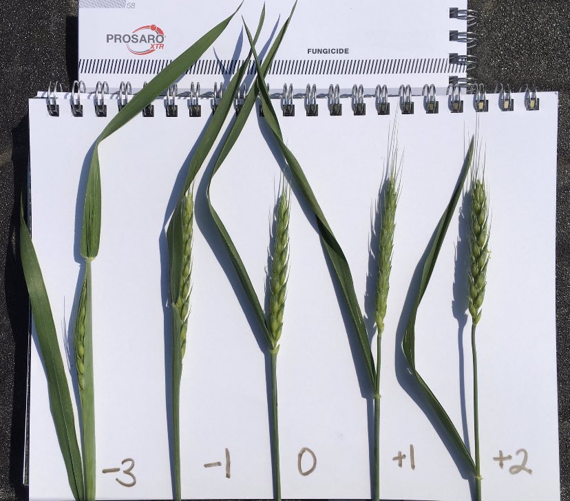 Out staging winter wheat for T3 Timing! Here is your live timing guide #ProsaroPro #ProsaroXTR 🌾