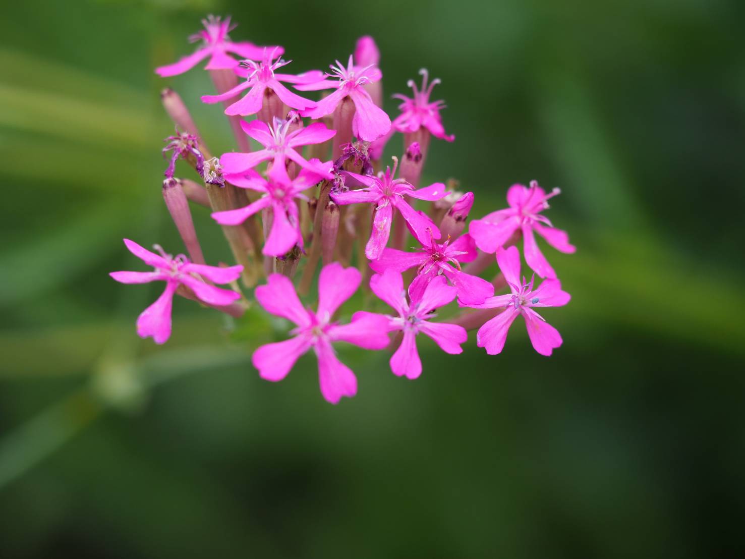 花凛𓂃 𓈒𓏸 22年6月1日 花写真 ムシトリナデシコ 花言葉 罠 未練 Tlを花でいっぱいにしよう T Co Tpjnnt7n5c Twitter