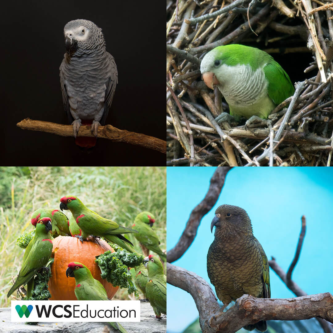 wcseducation's tweet photo. It's World Parrot Day! Share your favorite parrot species in the comments.
#worldparrotday #wcseducation #wcs #parrotday #parrot #thickbilledparrots #parrots #birds #wildlife #nature #explore #kea #keas #bird #africanparrot #africangreyparrots #monkparakeets https://t.co/fDotxlhUmh
