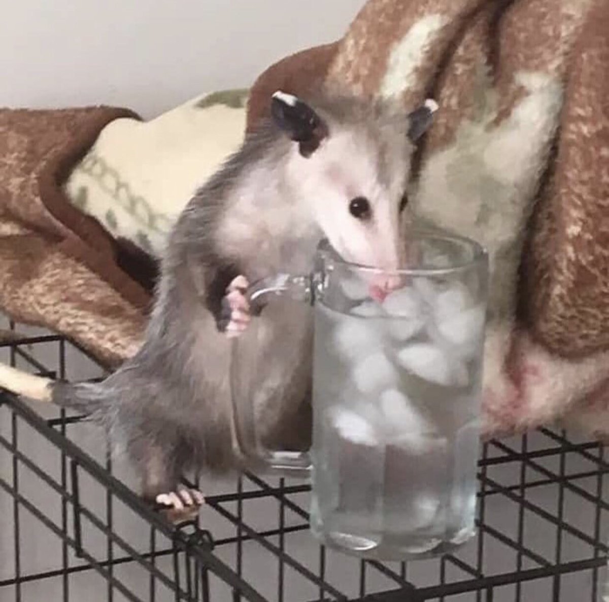 Possumeveryhour.io (@possumeveryhour) on Twitter photo 