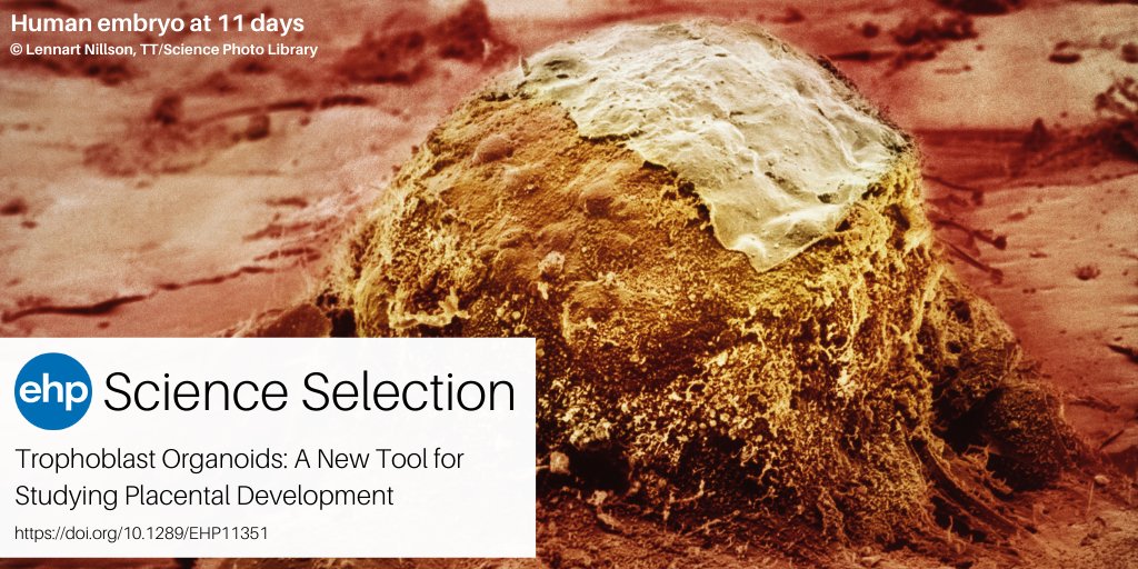 NEW: Adverse #pregnancy outcomes occur worldwide at concerning rates. Xu et al. used a novel in vitro model to study how #chemicalexposures may contribute to these outcomes by disrupting placental formation. Read our summary ➡️ ow.ly/x6KI50JlZY5 <a href="/PKU1898/">Peking University</a>