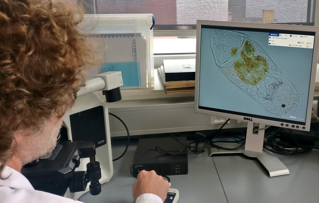 JNMScience's tweet photo. #Meiofauna workshop @Naturalis_Sci: Diego Fontaneto (@MEG_Verbania) is our #Rotifera expert and is currently identifying species from a brackish lagoon near The Hague. https://t.co/8ChUWmSzI9