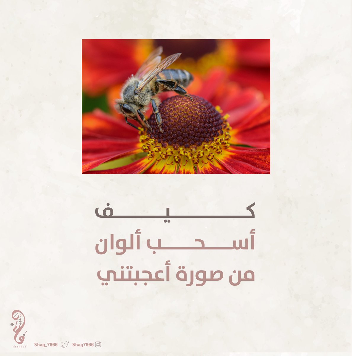 designer76667's tweet photo. أعجبتني ألوان صورة كيف ممكن أسحب ألوانها ؟#YOUR_PLATFORMM #Designers_Sup https://t.co/AkpWNckK6u