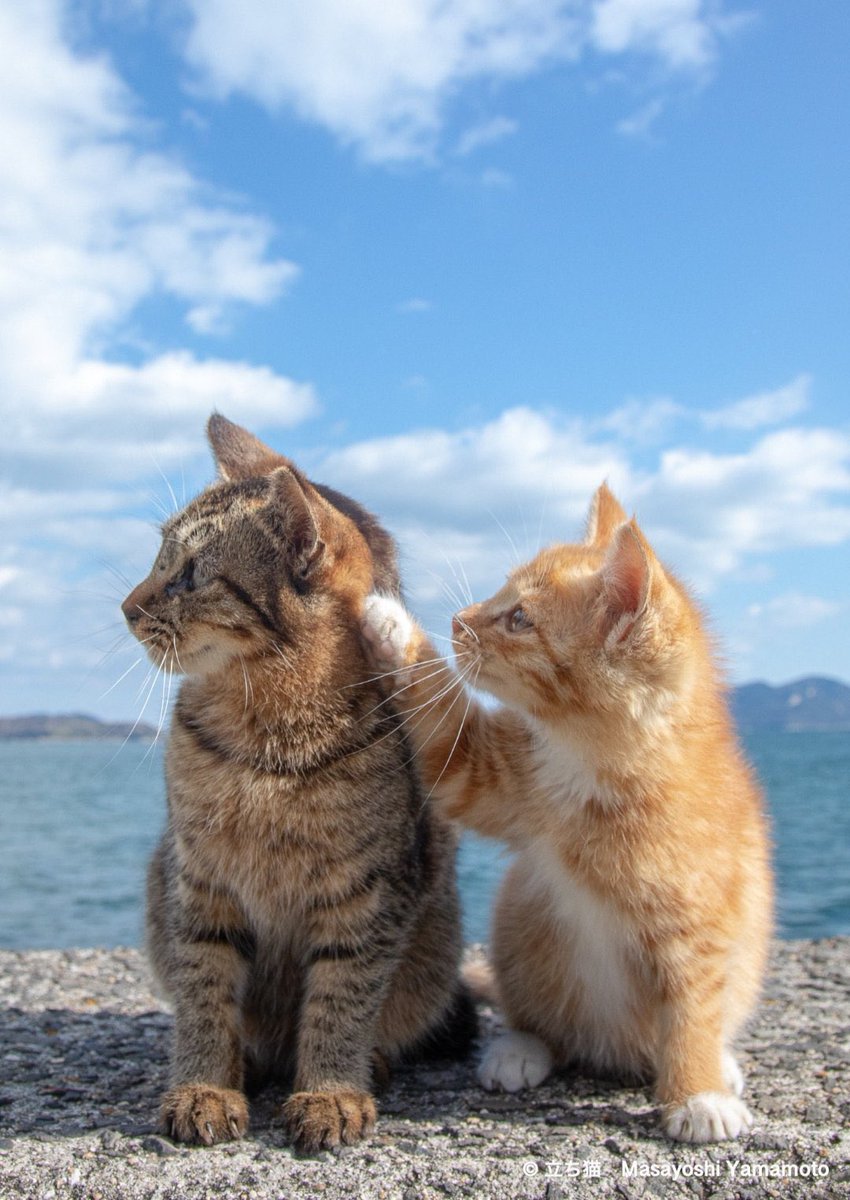 kedi fotoğrafı bırak