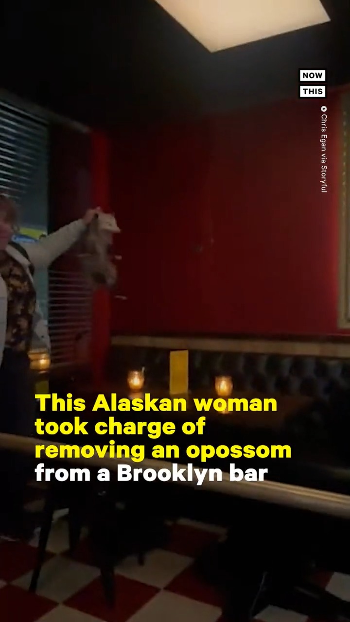 NowThis on Twitter "When an opossum got loose inside a Brooklyn bar, one fearless woman sprang