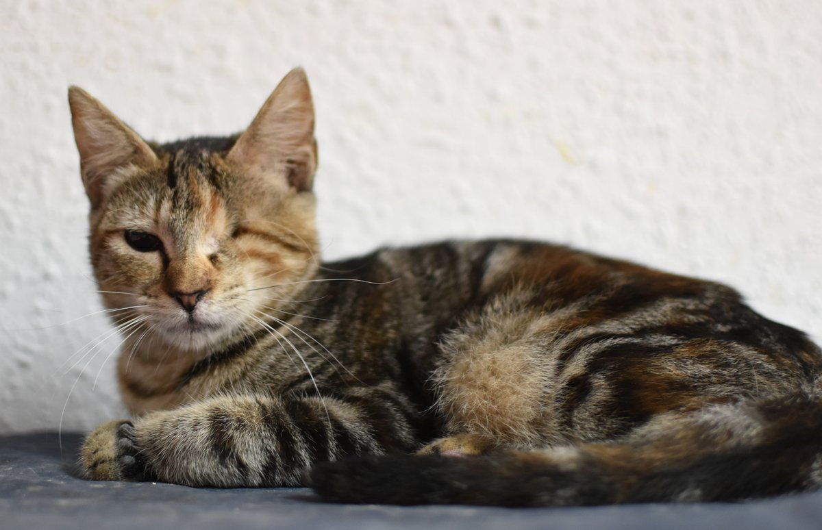 Ref_ElsAngels's tweet photo. MINNIE en adopción🥰📍Sueca, València
Esta gatita de lo más cariñosa, aunque le falte un ojito que se le tuvo que operar por una infección, puede hacer vida completamente normal. Le encantan los mimitos y ser el centro de atención.😍Ven a conocerla! 
💌refugielsangels@hotmail.com https://t.co/IrAfLoCaaM