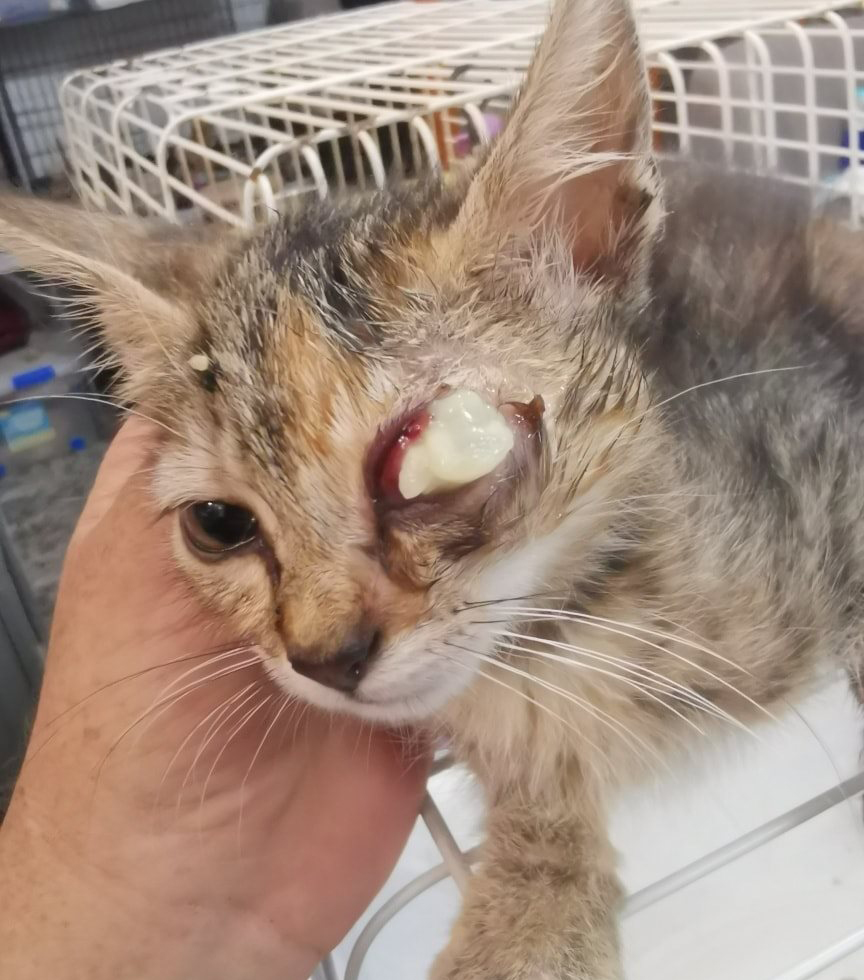 MINNIE en adopción🥰📍Sueca, València
Esta gatita de lo más cariñosa, aunque le falte un ojito que se le tuvo que operar por una infección, puede hacer vida completamente normal. Le encantan los mimitos y ser el centro de atención.😍Ven a conocerla! 
💌refugielsangels@hotmail.com