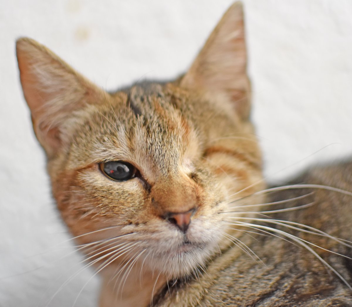 Ref_ElsAngels's tweet photo. MINNIE en adopción🥰📍Sueca, València
Esta gatita de lo más cariñosa, aunque le falte un ojito que se le tuvo que operar por una infección, puede hacer vida completamente normal. Le encantan los mimitos y ser el centro de atención.😍Ven a conocerla! 
💌refugielsangels@hotmail.com https://t.co/IrAfLoCaaM