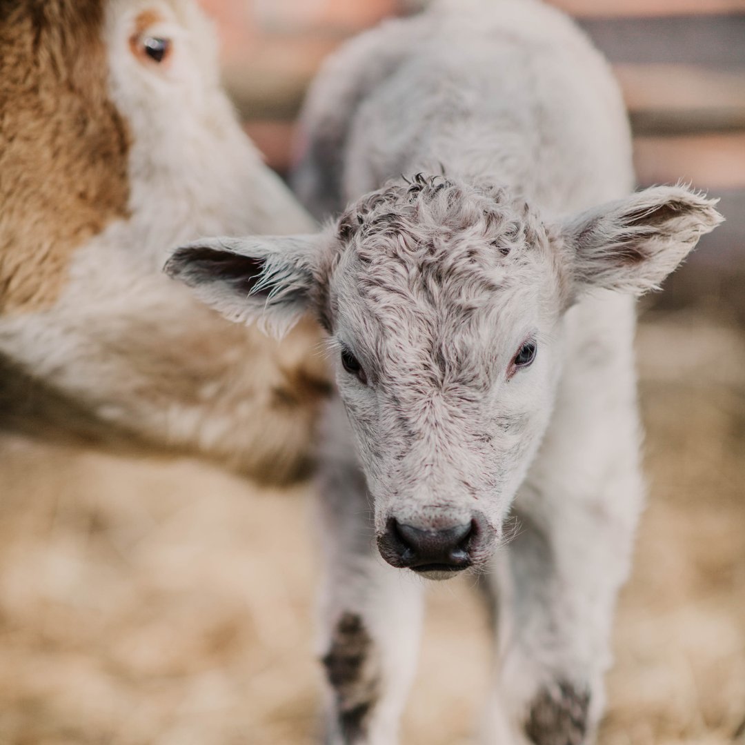 4AgForLife's tweet photo. Today is the last day of our #FarmBabies22 photo contest! Get your photos in now to be entered into a draw for a $200 gift card. Click the link for contest rules and to submit your photos now. https://t.co/hstVKFt1JG https://t.co/NLbA2oLg8E