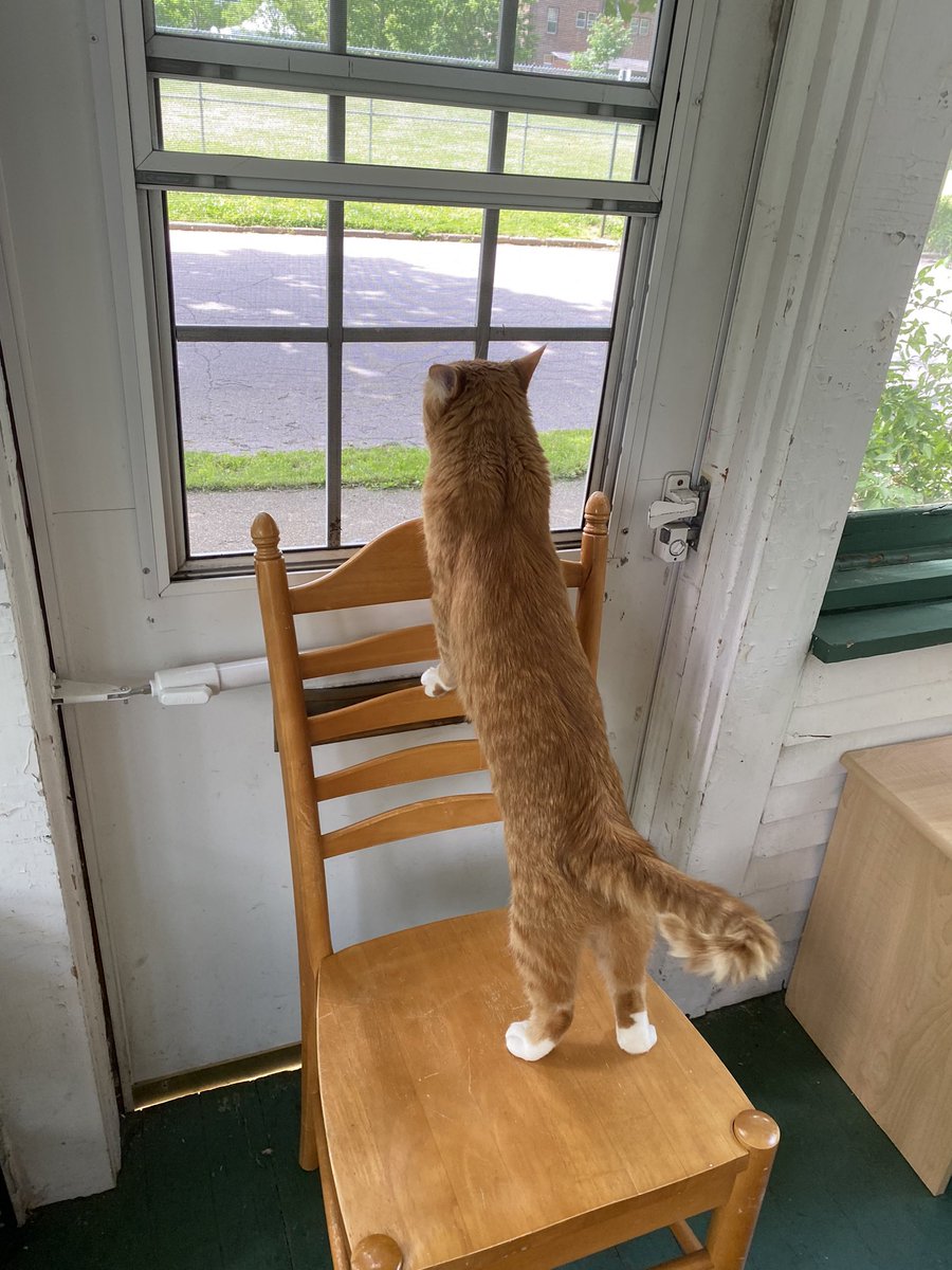 nobu_the_cat's tweet photo. Looking out the window like this is one of my favorite pastimes. https://t.co/rQm1uZJwbv