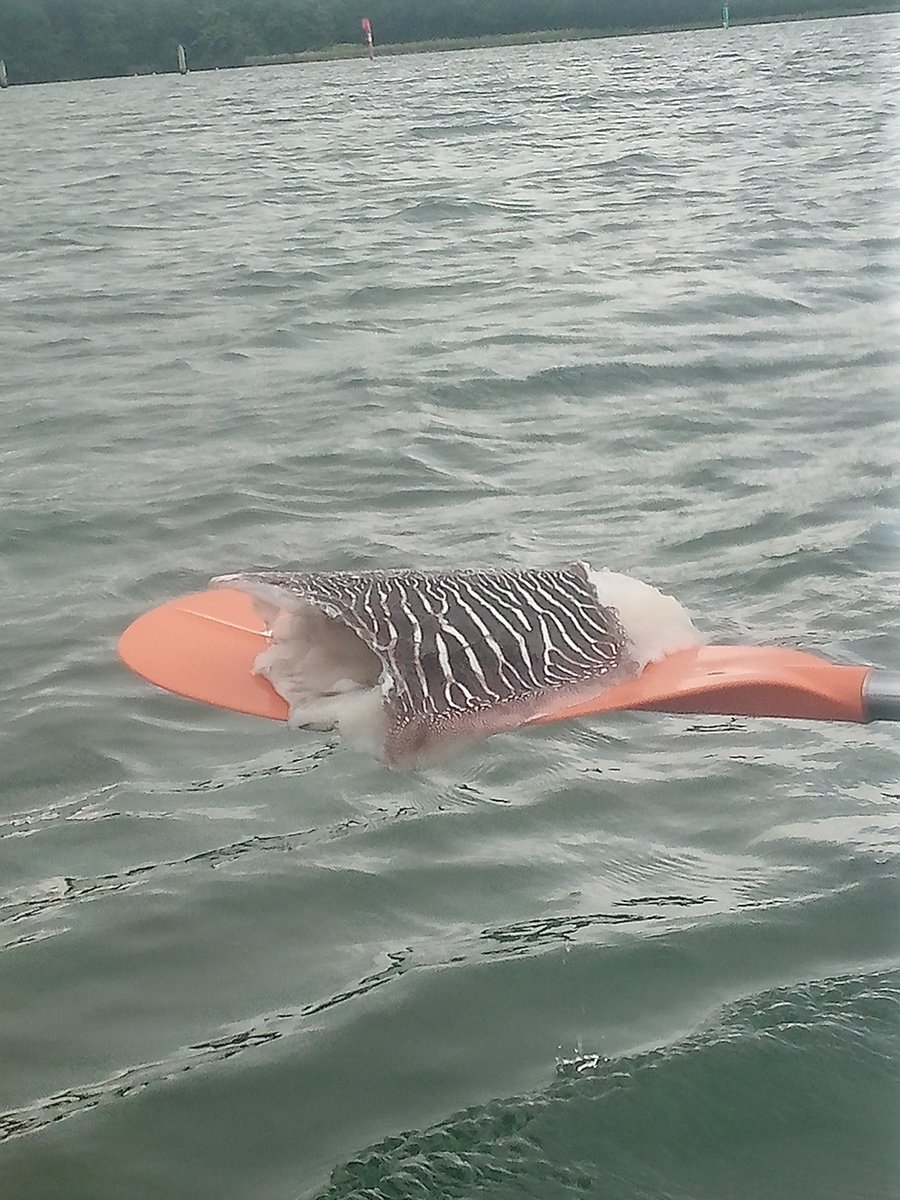 Fieldwork day with <a href="/MountainCD/">Charlie Mountain</a> collecting #saltmarsh and #plankton samples on the #hamble 🦠🐚
Also found a huge cuttlefish carcass   😮🦑