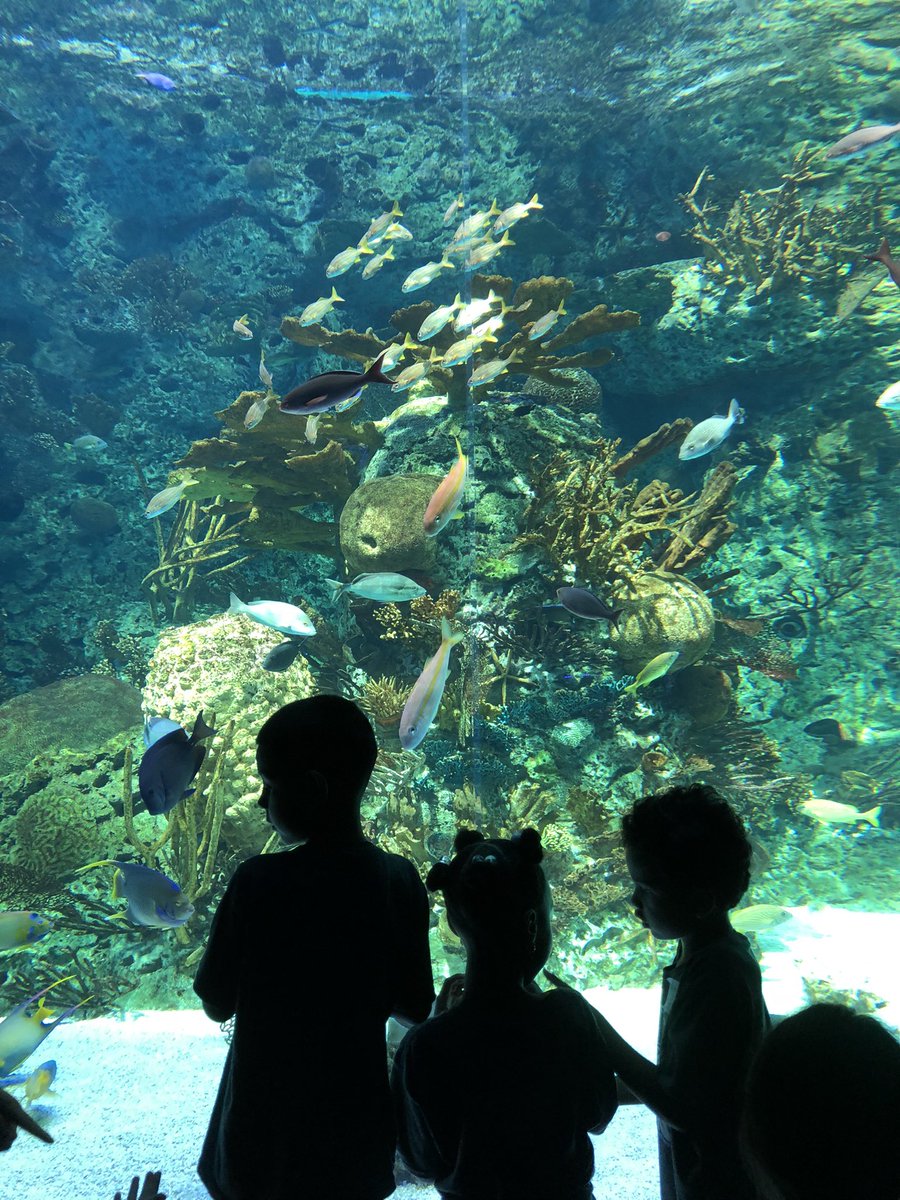 Shawn Simmonds tweet media