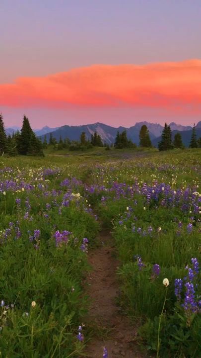 siblings_kim's tweet photo. Alice In wonderland vibes I canβt wait to take my wives to flower fields and take pictures of them #MidnightEnt #ViperEnt https://t.co/O2mzcynWZt