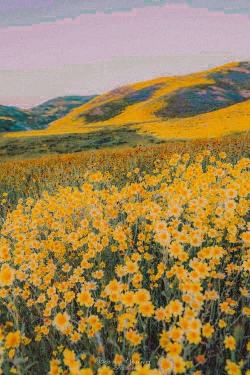 siblings_kim's tweet photo. Alice In wonderland vibes I canβt wait to take my wives to flower fields and take pictures of them #MidnightEnt #ViperEnt https://t.co/O2mzcynWZt