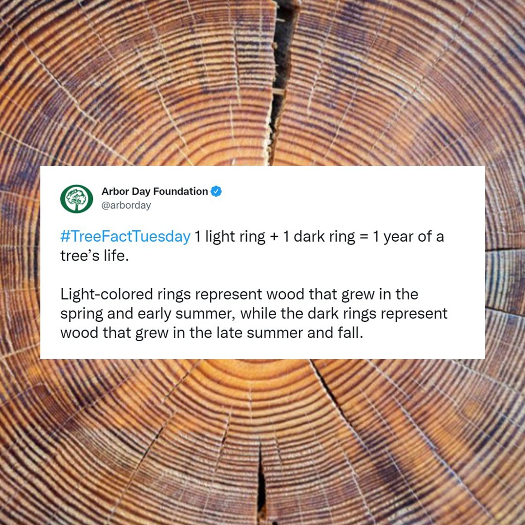teamtreesofficl's tweet photo. We’re bringing a whole new meaning to “Lord of the Rings” on this #TreeFactTuesday thanks to this epic fact from @arborday!

Did you know that the different rings represent different seasons?

 🌱 #TEAMTREES https://t.co/gUJMRLZrq8