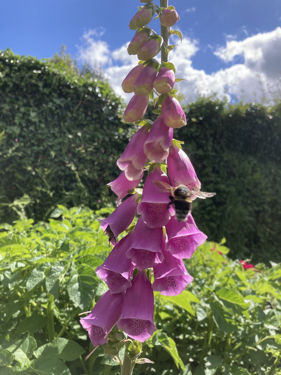 CVPPalmer's tweet photo. Took a break from #editing today to sit in my veg patch/garden. Loving my foxgloves at the mo. So many #bees 🐝
#gardening #garden #flowers #imediting #freelance https://t.co/UdRAjzDw3j