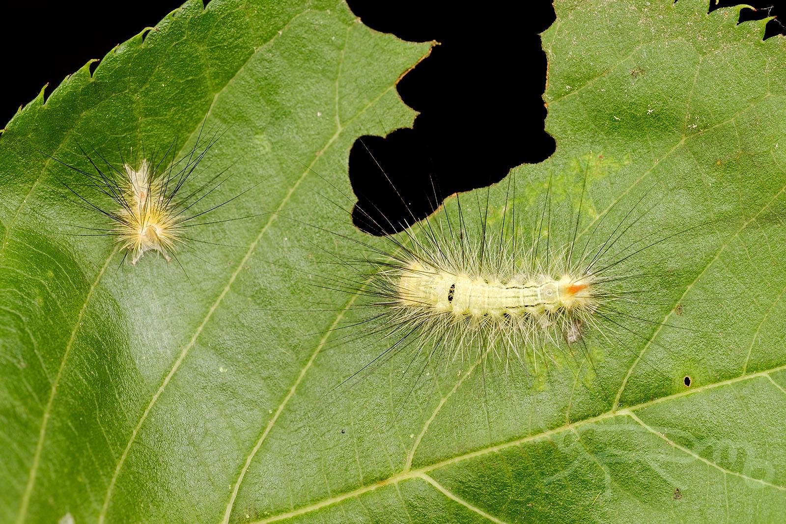 Mouuuusa リンゴドクガの幼虫が容器の蓋の上で静止しました 脱皮するようです T Co Eqjgnydbds Twitter