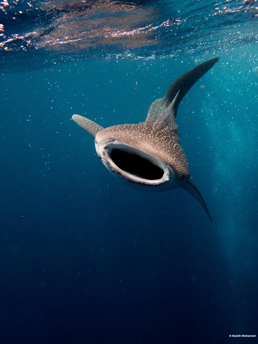 diveworldwide's tweet photo. Join us next year as we head back to the Maldives on another whale shark extravaganza! The group this year had some fantastic encounters &amp; learnt valuable insights into the whale shark population &amp; what we can do to protect them.

Find out more &amp; book > https://t.co/pPx33y6oQ7 https://t.co/Sxy0p26XHH