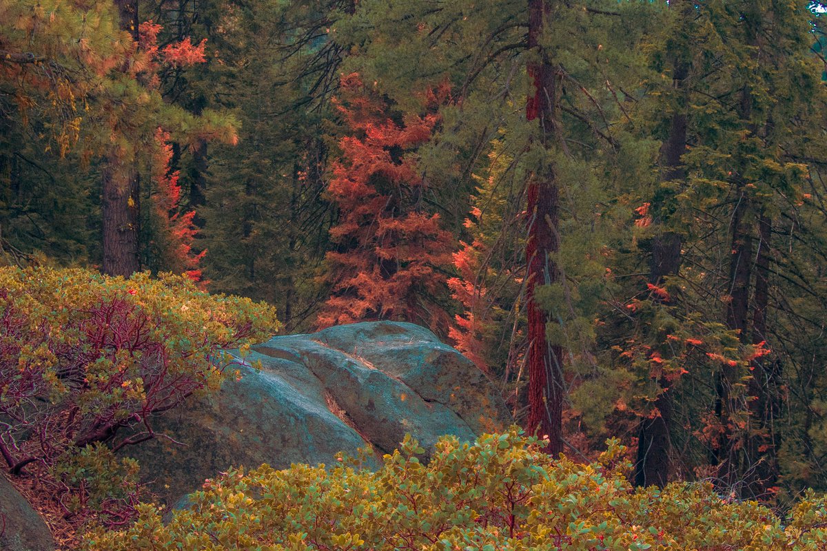 _burnsun_'s tweet photo. Textures from the Alpine https://t.co/afSAnKXQx9