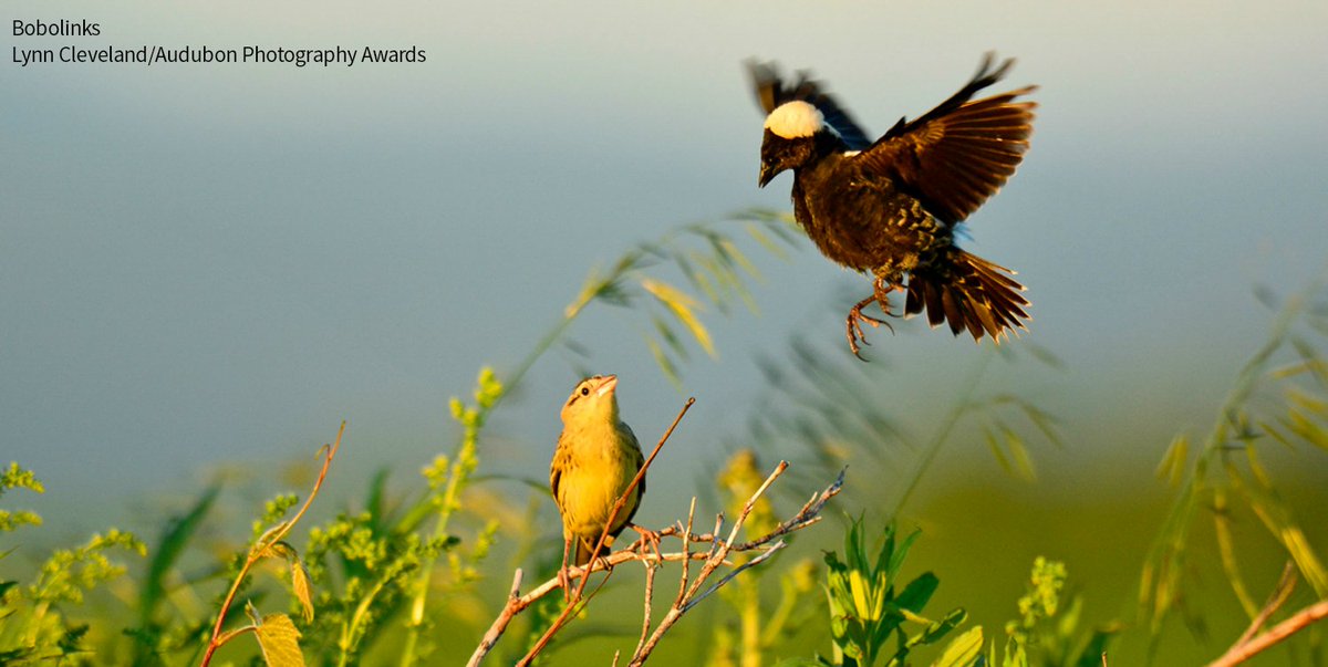 “Prairie dreams is what I have…and [it’s] an invitation to others to dream, and perhaps imagine a grand project of their own.” Read this personal essay on starting a project to restore prairieland for pollinators and grassland birds. bit.ly/3iH0EkA @AudubonDakota