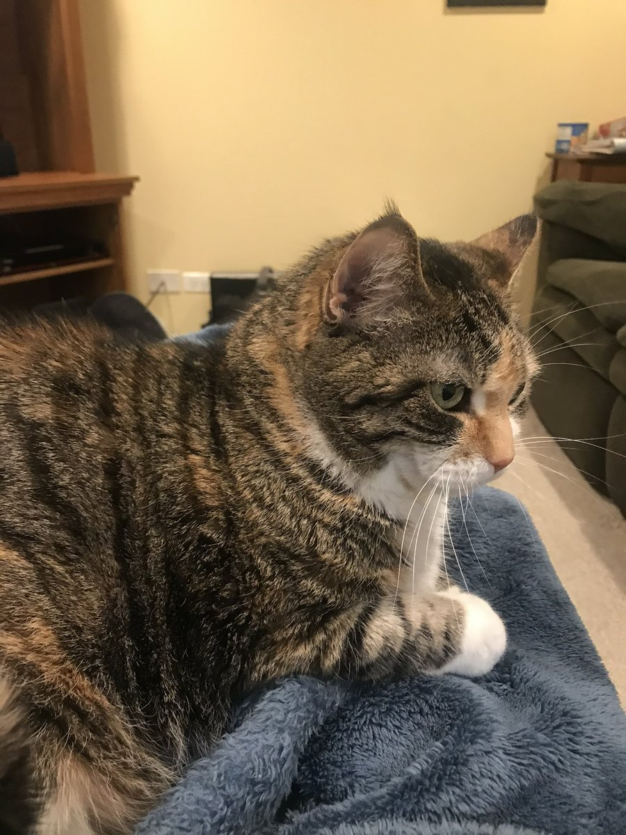 Yesterday morning Gemma gave us some gentle signs that her life here with us is done. This morning she crossed the rainbow bridge.