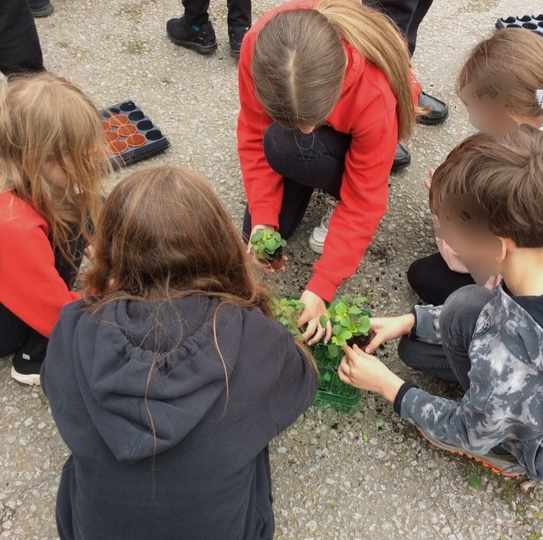 To mark the special occasion of the Queen's Platinum Jubilee, the P4s and P7s worked together to plant a "Busy Lizzie." We thought this suitably marked how busy Her Majesty has been during her years of service! <a href="/KingsfordSch/">Kingsford School</a> <a href="/EduAberdeen/">Education Aberdeen</a> #queensplatinumjubilee