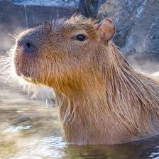 What the fuck did I just see 💀