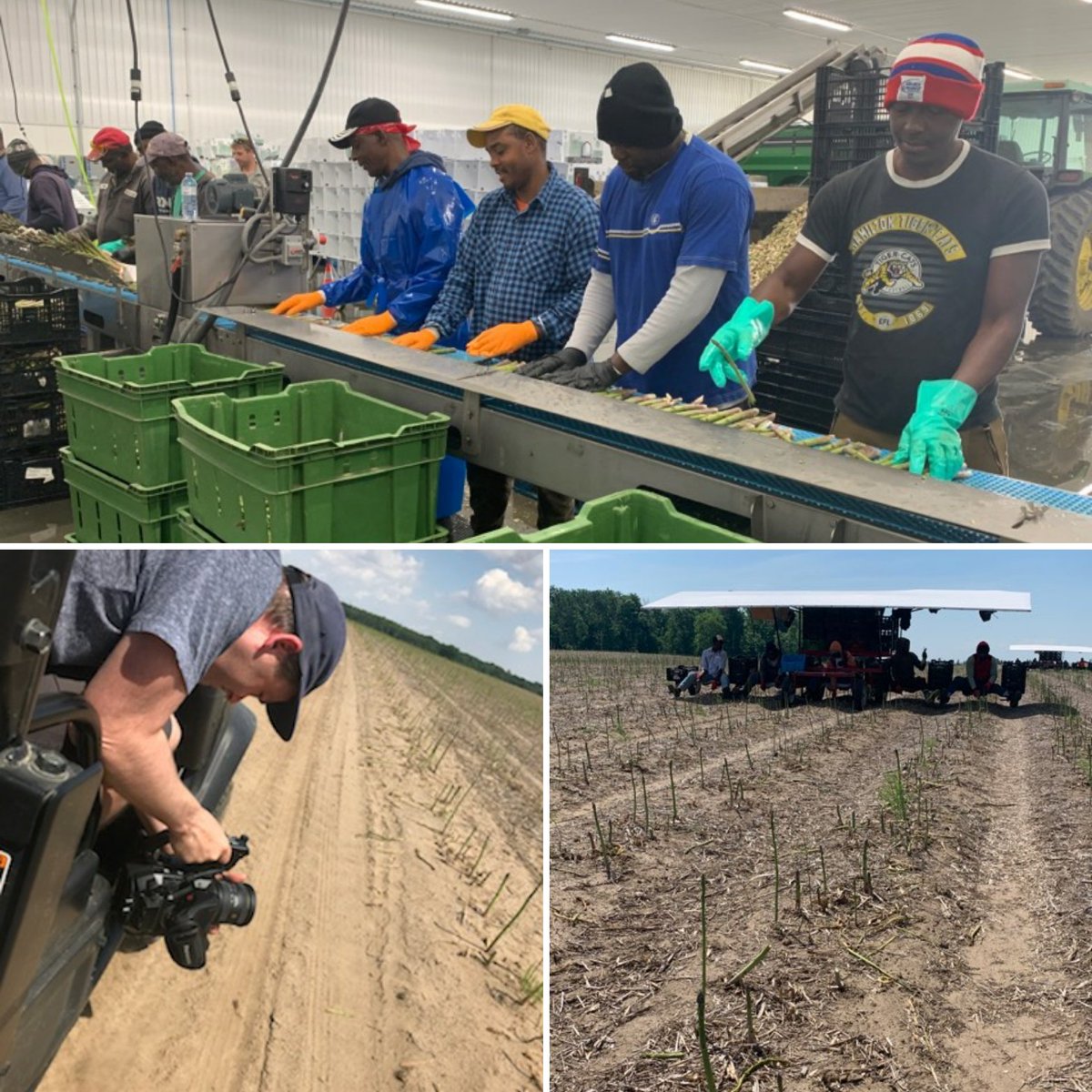 We're out meeting a wonderful team of Jamaican employees harvesting some incredible Ontario asparagus. Did you know that just under 100 farms in Ontario and 4000 acres being grown?