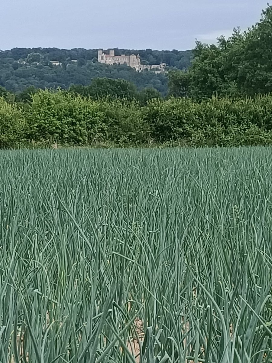 CauneauL's tweet photo. J’adore visiter les agris en Auvergne. J’arrive toujours à faire des photos de sparcelles d’oignons avec un super paysage derrière 🤩. #FrAgTw #onion https://t.co/ntN0CvgCzh
