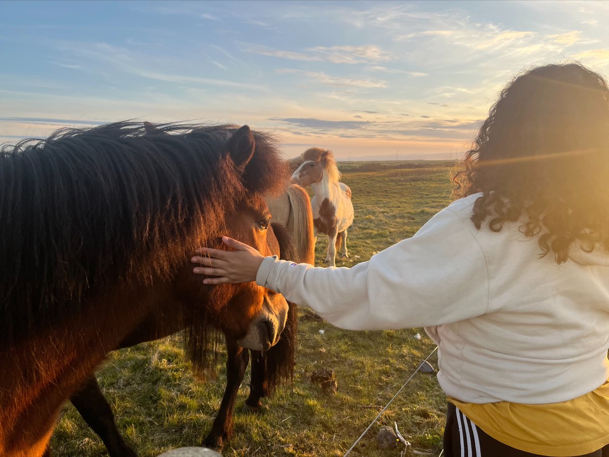 EESWindsor's tweet photo. Students stake some stunning pictures - this one is from MH. Icelandic ponies are gorgeous! #Iceland #WindsorinIceland #globalperspectives #destinationscience https://t.co/3B8MlRHiQs