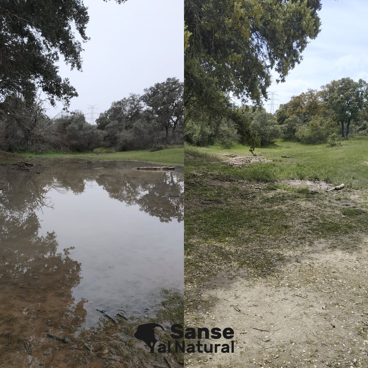 ✳️🐸✳️
Durante estos últimos meses hemos seguido la evolución de las charcas temporales que encontramos en la #DehesaBoyal de #Sanse y la vida que emerge en ellas.
Hemos seguido con detalle las puestas de sapo corredor y sapo de espuelas que había en la charca.
👇📷🐸 #Hilo
1/7