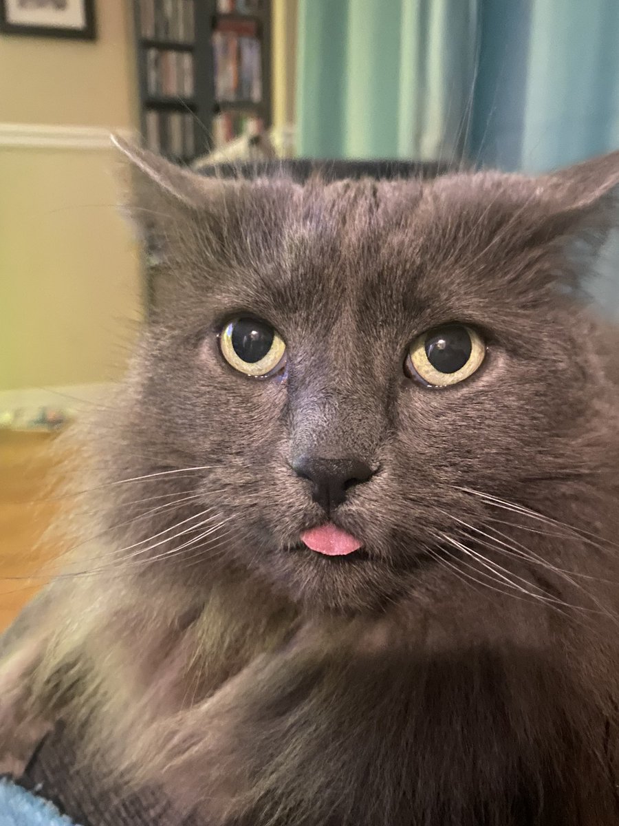 GailStorry's tweet photo. @rickygervais My oldest furry baby https://t.co/5sd4XydXxn