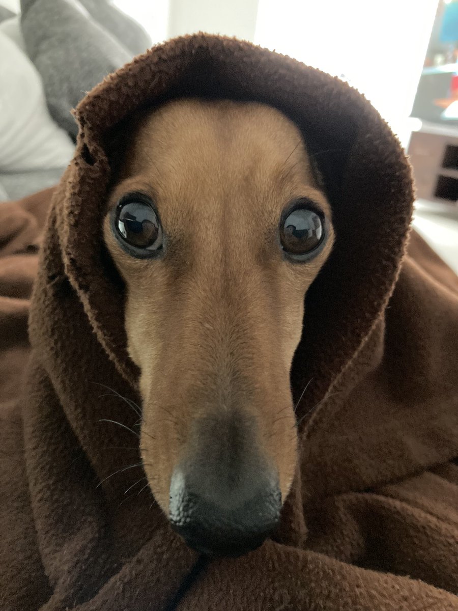 Daddy makes me watch the new Star Wars Obi-Wan Kenobi series with him. #Dachshund