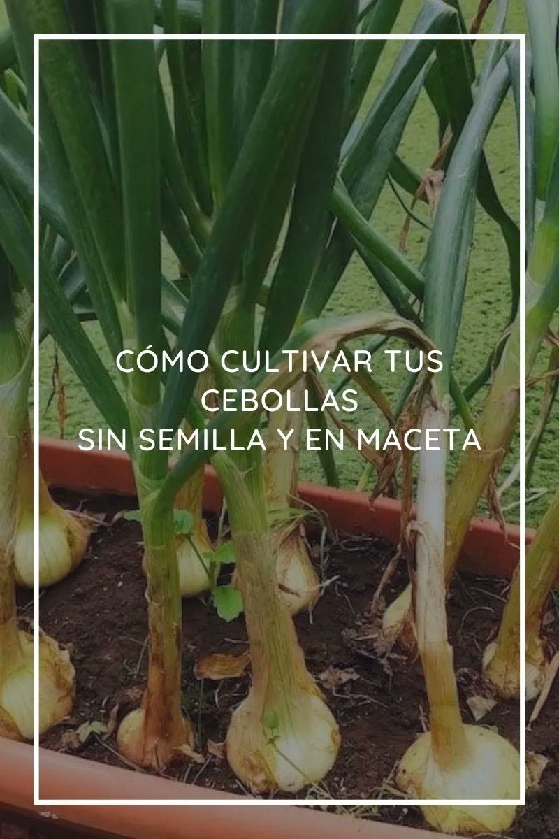Cómo cultivar tus cebollas sin semilla y en maceta.

ecoinventos.com/como-cultivar-…