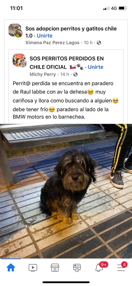gloriabaettig's tweet photo. 🆘🆘🆘 #LoBarnechea 🙏 Ayuda para esta 🐶 perdida o abandonada 👇 https://t.co/hSMJzrj5BA