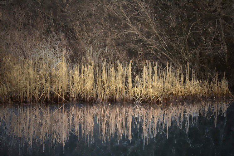 jazzfanster's tweet photo. @cripixtoff Just a couple of shots near my location - one of bulrushes after winter and the other is a blossoming cherry blossom before the colour popped https://t.co/nlWvWph5CB